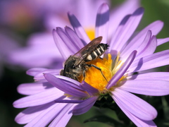 Coelioxys