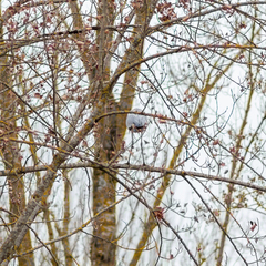 Ardea cinerea