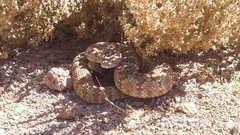 Crotalus stephensi