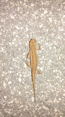 Lissotriton