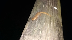 Lissotriton