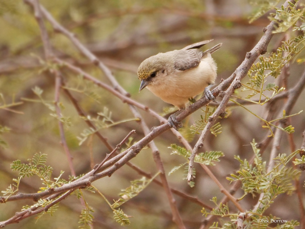 Sennar Penduline-Tit photo
