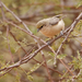 Pájaro Moscón Sudanés - Photo (c) Nik Borrow, algunos derechos reservados (CC BY-NC)