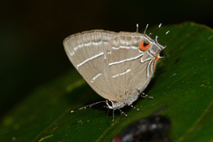 Lamprospilus bicolor