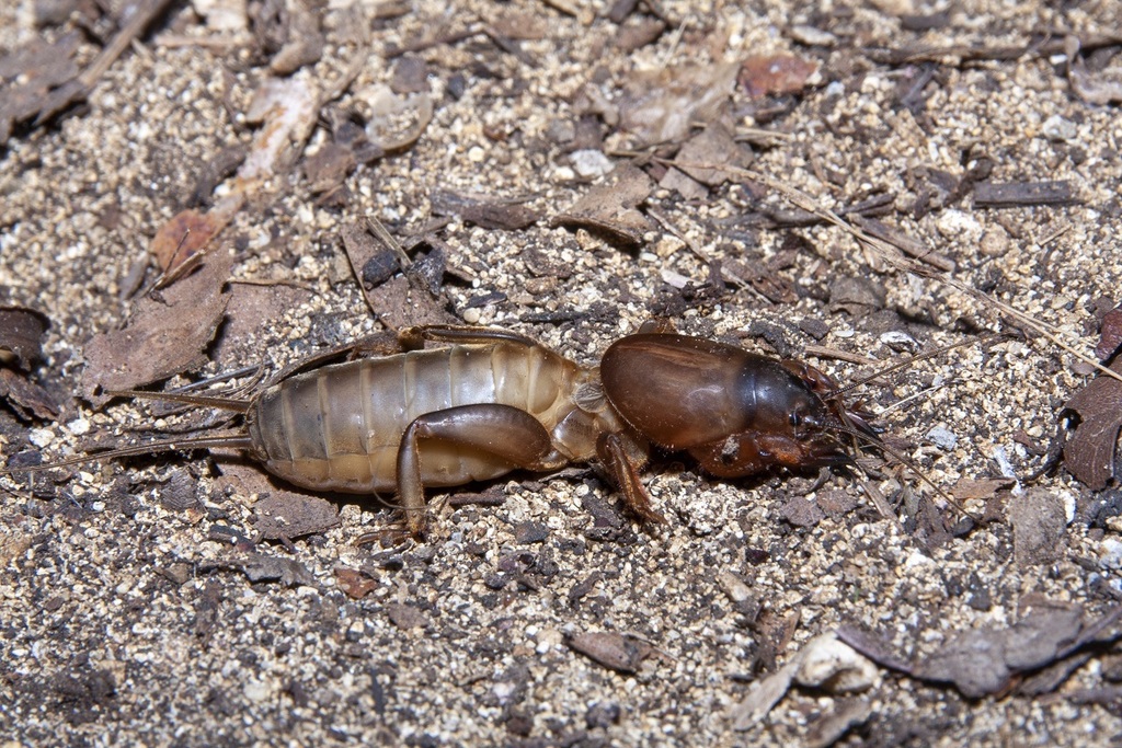 European mole cricket (Gryllotalpa gryllotalpa)