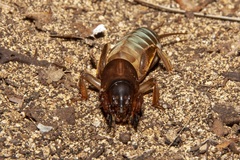 Gryllotalpa howensis