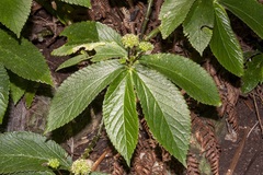 Elatostema grande (Elatostema grande)