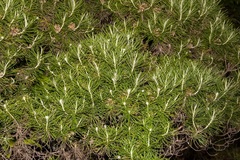 Cassinia tenuifolia