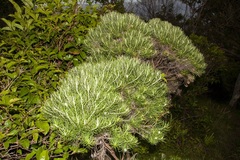 Cassinia tenuifolia