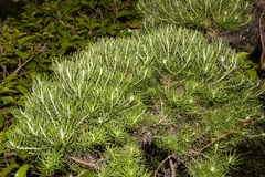 Cassinia tenuifolia