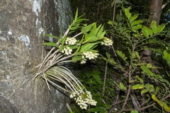Dendrobium gracilicaule howeanum