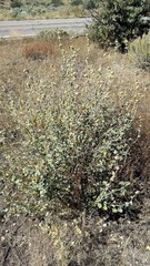 Malacothamnus enigmaticus