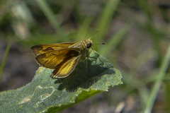 Atalopedes campestris huron