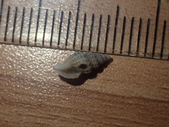 Heterocithara mediocris