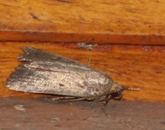 Amphipyra tragopoginis