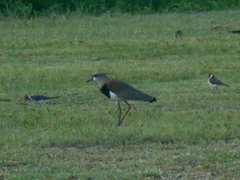 Vanellus chilensis