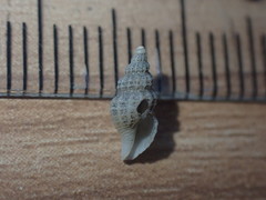 Heterocithara mediocris