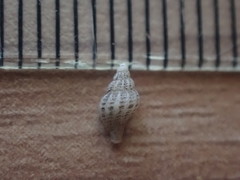 Heterocithara mediocris