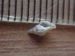 Heterocithara mediocris