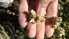 Malacothamnus enigmaticus