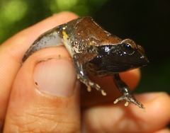 Phrynobatrachus plicatus