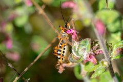 Rhynocoris punctiventris