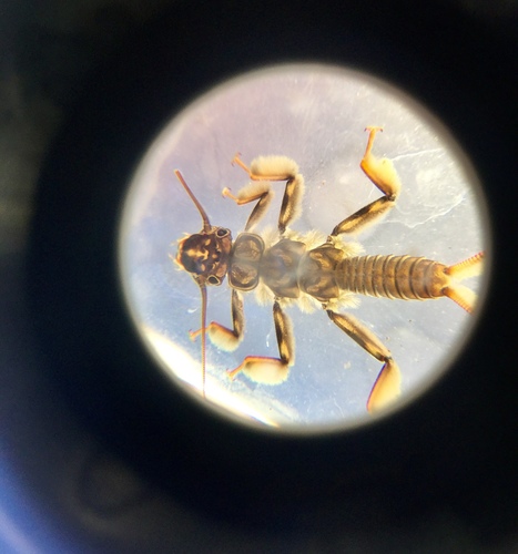 iNaturalist observation photo of Common Stoneflies