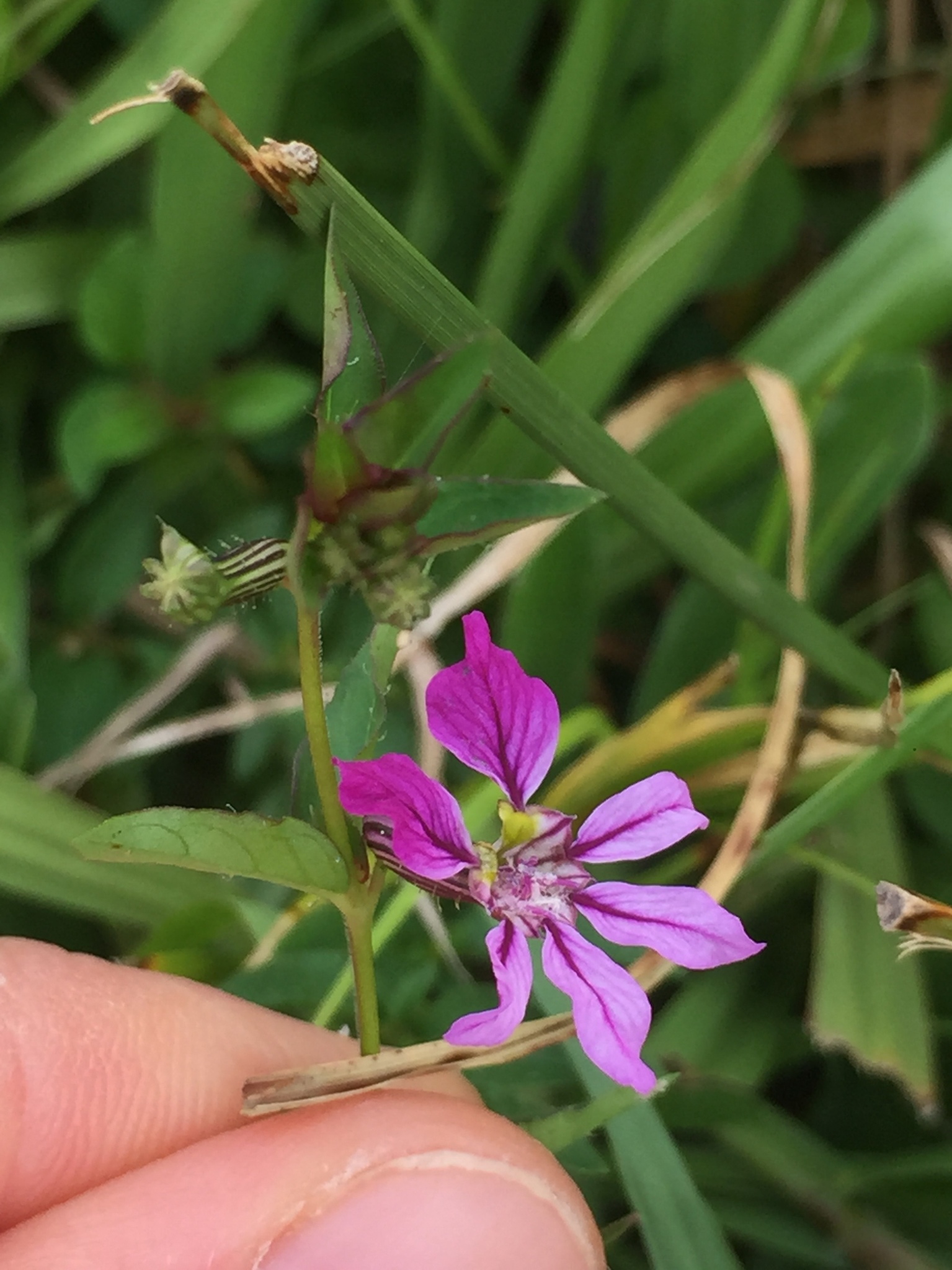 Cuphea glutinosa