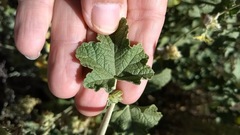 Malacothamnus enigmaticus