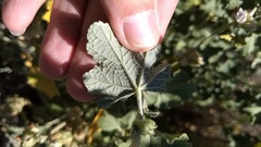 Malacothamnus enigmaticus