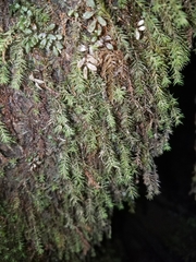 Bartramiopsis lescurii