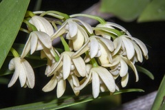 Dendrobium gracilicaule howeanum