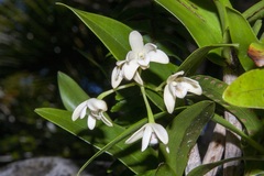 Dendrobium gracilicaule howeanum