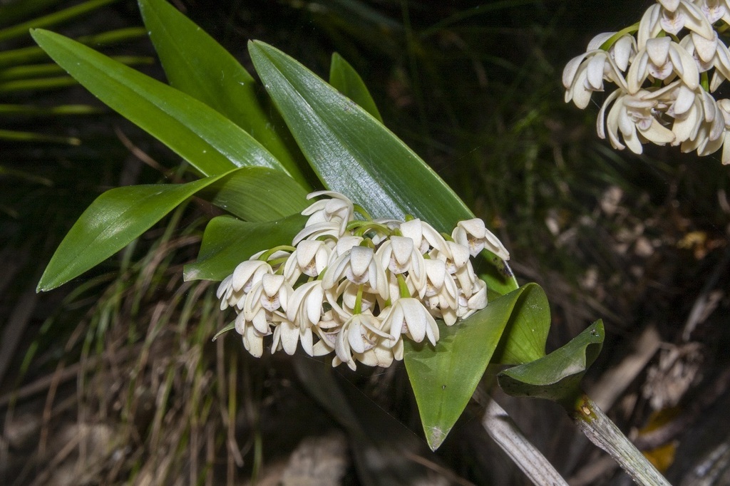 Dendrobium macropus