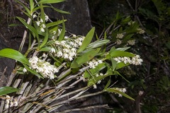 Dendrobium gracilicaule howeanum