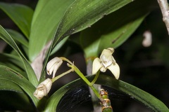 Dendrobium gracilicaule howeanum