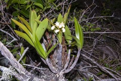 Dendrobium gracilicaule howeanum
