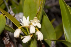Dendrobium gracilicaule howeanum