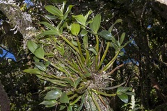 Dendrobium moorei