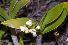 Dendrobium gracilicaule howeanum