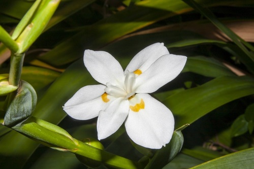 Dietes robinsoniana, photograph 4