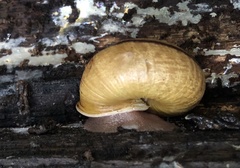 Helminthoglypta exarata