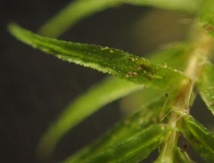 Bartramiopsis lescurii