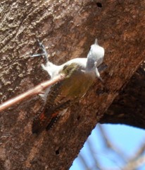 Chloropicus goertae