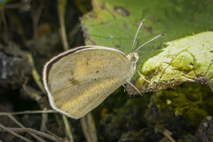 Eurema daira eugenia