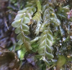 Chiloscyphus pallescens