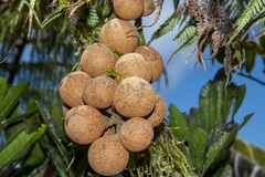 Dysoxylum pachyphyllum