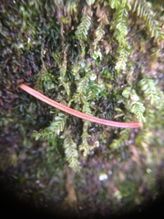 Chiloscyphus pallescens