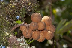 Dysoxylum pachyphyllum