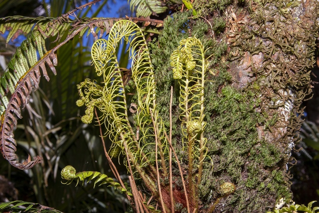 Blechnum contiguum
